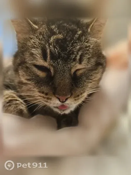 Lost cat, Westview Way, Carrollton, Alpharetta — neutered male tabby - photo