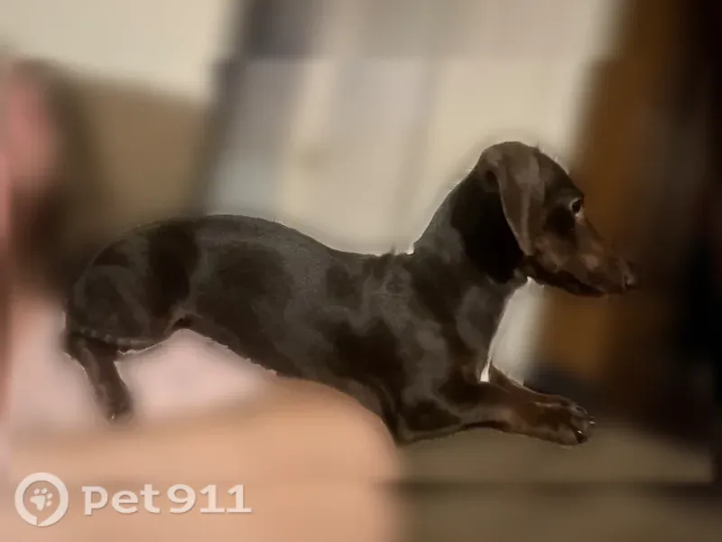 Lost dog, Carthage Road, 32, Red Boiling Springs — female dachshund with a pink dotted collar - photo