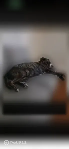 Lost female dog, North Main Street, 715 A, Salisbury — not aggressive - photo