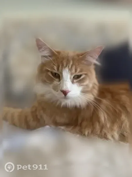 Lost cat, Simpson Avenue, 2606, Red Bank, Chattanooga — male Norwegian Forest cat with yellow eyes - photo