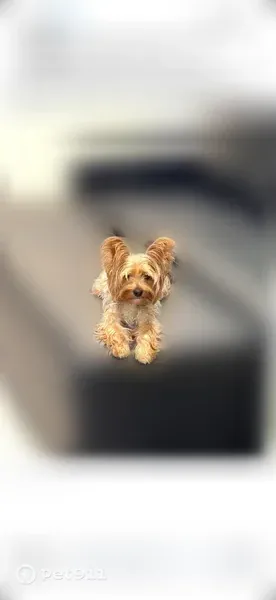 Lost dog, male, Main St & Jewel Ave, Queens, NY 11367, USA, Queens — wearing a collar - photo