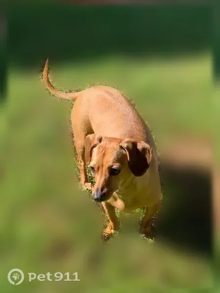 Lost female dog, County Road 13, 26104, Daphne — tan, short-haired, microchipped - photo