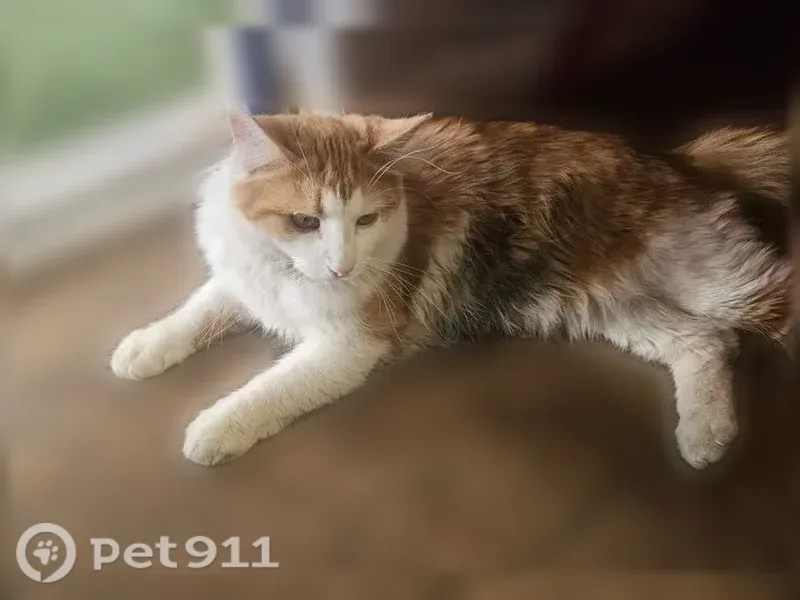Lost cat, West Center Street, 370, La Verkin, St. George — white-and-orange male named Peaches - photo