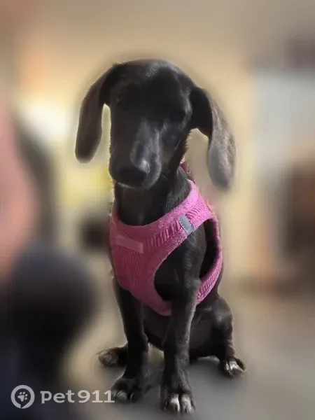 Lost female dog, Hickory Grove Road, 2006, Springwood, Gastonia — pink unicorn collar - photo