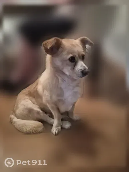 Lost dog, South Sheridan Way, 780, Mississauga, Youngstown — shy male corgi mix - photo