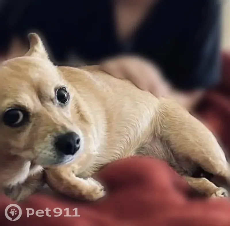 Lost dog, Phoenix, Arizona — tan female Chihuahua-Corgi mix - photo