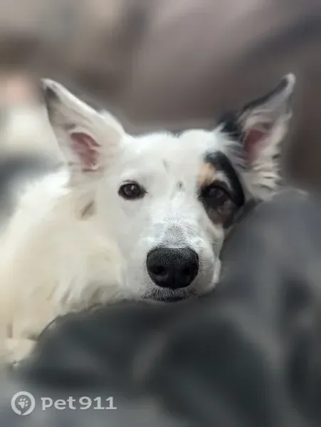 Lost dog, Elinor Avenue, 319, Overlea — 12-year-old male Border Collie - photo