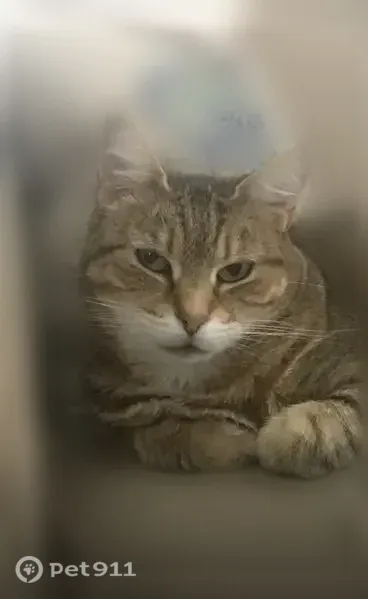 Lost cat, Roneck Court, Shirley, Farmingdale — senior female tabby - photo