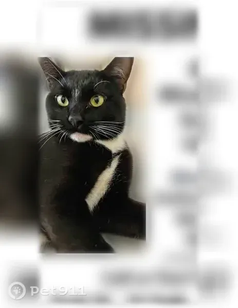 Lost cat, Anthony Wayne Drive, 1072, Ivyland — male tuxedo - photo