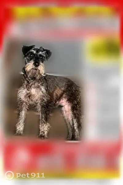 Lost male dog, Logan Drive, 8020, La Vergne, Shelbyville — silver-gray, playful, and affectionate - photo