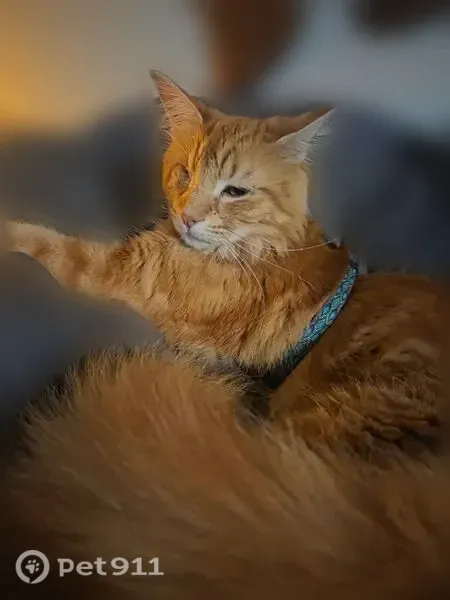 Lost cat, Wakefield Drive, 8000, Austin — one-eyed, long-haired male - photo