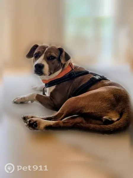 Lost female dog, Percy Road, 2725, Jacksonville — white stockings and tipped tail - photo