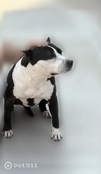 Lost dog, 147th Street, 42-43, Queens — female, taken to a Honda - photo