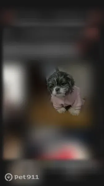 Lost dog, Leland Avenue, Plainfield, Arlington — female Shih Tzu in a black hoodie - photo