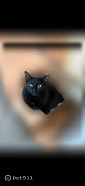 Lost female cat, Sylvester Avenue, 4785, Lake Angelus — small black cat with green eyes - photo