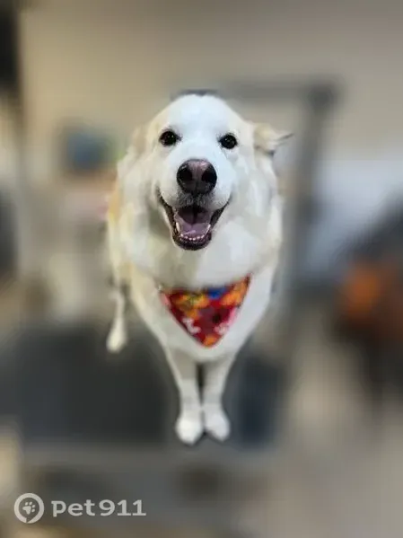 Lost female dog, Comstock Avenue, 12632, Grant, Rockford — white/orange Husky/Pyrenees mix - photo
