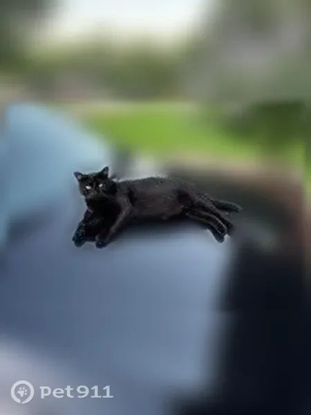 Lost male cat, TX 11, 2700, Pittsburg, Pittsburg — black with an eye spot - photo