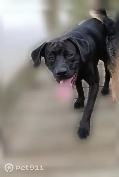 Lost dog, male, Open Bay Drive, 1719, Crosby, Crosby — black Cane Corso with a white chest patch - photo