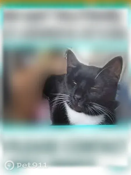 Lost cat, Audubon — male tuxedo with two different-colored eyes - photo