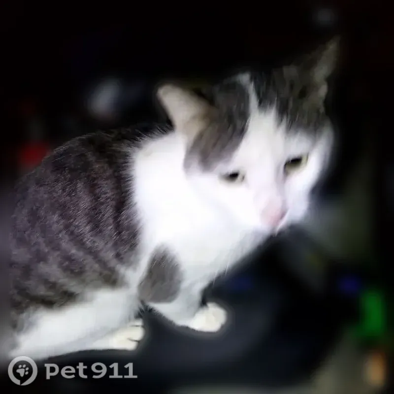 Found female cat, U.S. 12, 2378, Waverly, Minneapolis — very sweet and homesick - photo
