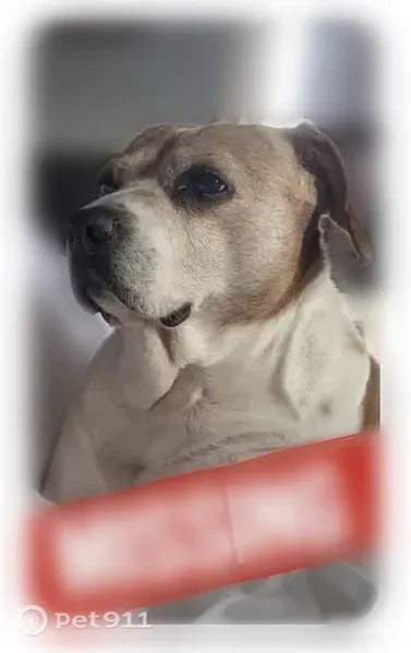 Lost Dog, East Point, Georgia, Atlanta - photo
