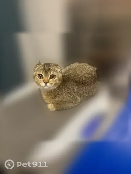 Lost cat, West Norris Street, 143, Philadelphia — male Scottish Fold with hazel eyes - photo