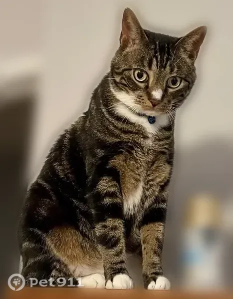 Lost male cat, I 95, Vermont Heights, St. Augustine Shores — comes when called “Me Mower” - photo
