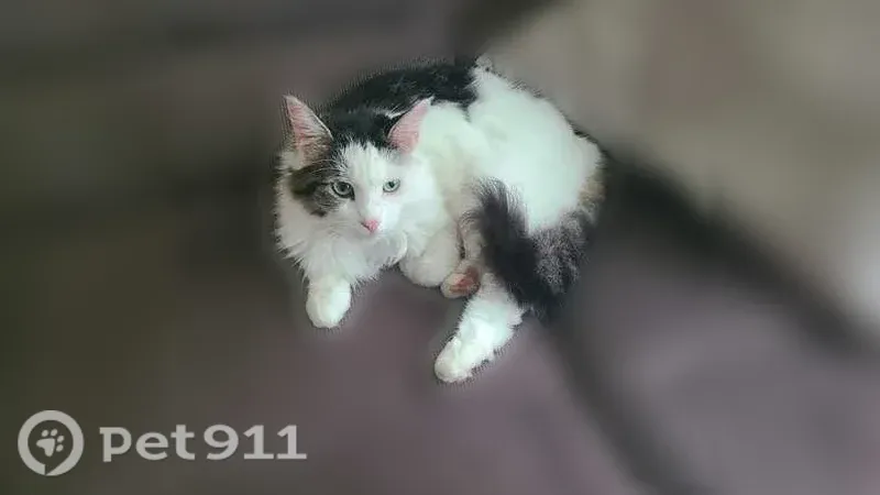 Lost female cat, Christian Herald Road, 470, Valley Cottage — very friendly outdoor cat - photo