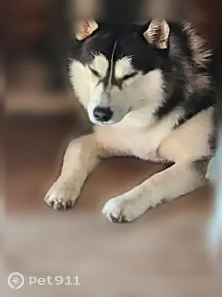 Lost male dog, Sunrise Road, 2750, Round Rock — black and white Siberian Husky - photo
