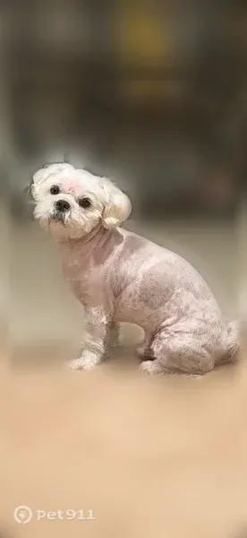 Lost dog, male, Beach Boulevard, 19671, Huntington Beach — white Shih Tzu mix with spots - photo