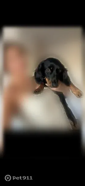 Lost dog, Burdock Street, 1332, Beaumont, Rancho Santa Margarita — female wiener dog - photo