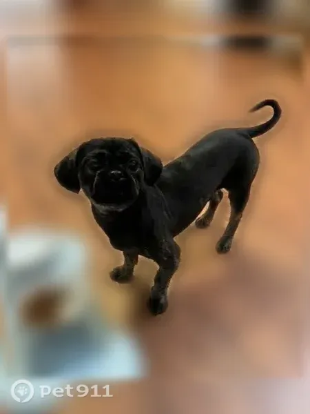 Lost dog, 3rd Avenue, 917, New Cumberland — male with a blue collar and bow tie - photo