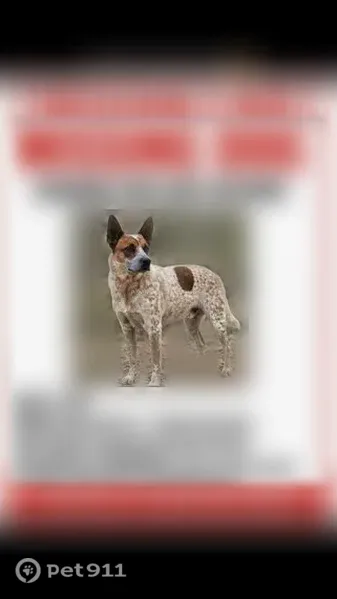 Lost dog, male, Phoenix, Arizona, Glendale — named Loki; please do not chase - photo