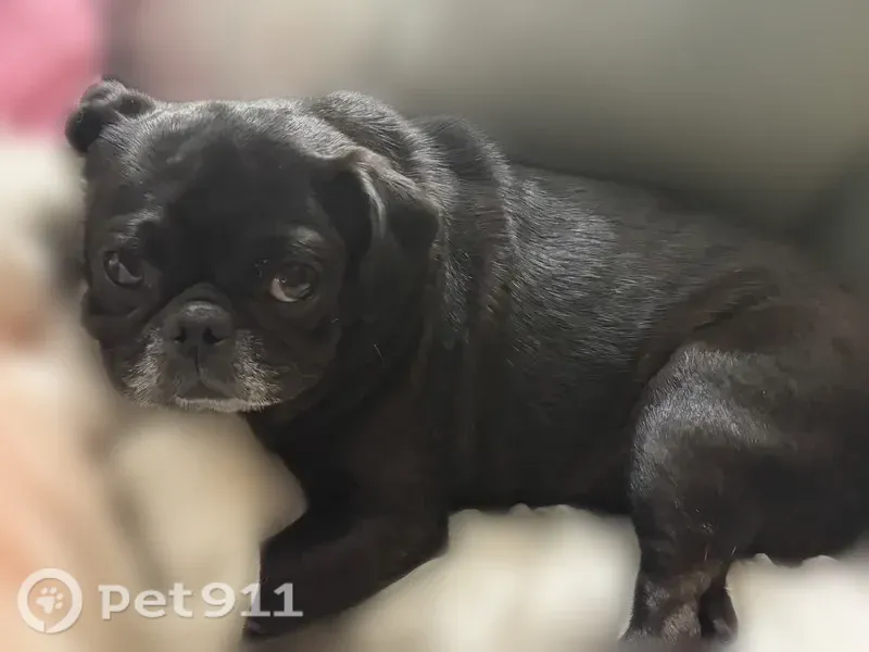 Lost female dog, Floyd Hampton Road, 2001, Crowley, Arlington — black pug with a partially white muzzle - photo