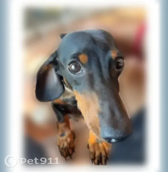 Lost dog, Grassmere Drive, 3768, Corpus Christi — black male Wiener dog - photo