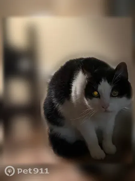 Lost female cat, Ternwing Drive, 277, Arnold — black and white with a pink nose - photo