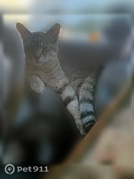 Lost male cat, South Dixie Boulevard, 1413, Radcliff, Louisville — neutered, 3–4 years old - photo