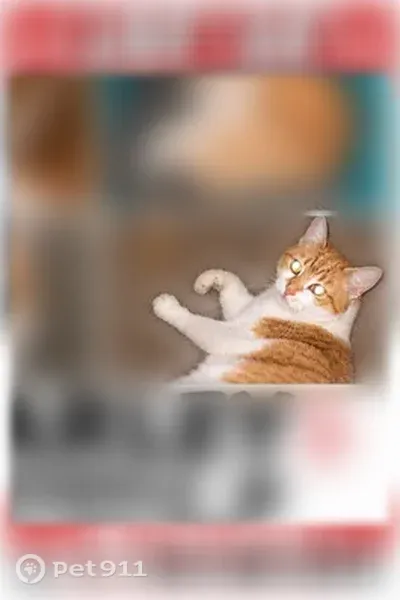 Lost cat, female, Torrey Lane, Hayden, Coeur d'Alene — friendly and vocal - photo