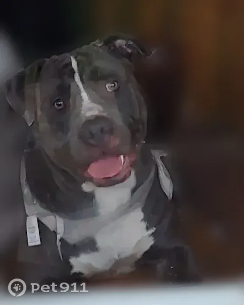 Lost Dog, Monarch Drive, 10119, St. Louis — energetic gray male dog - photo