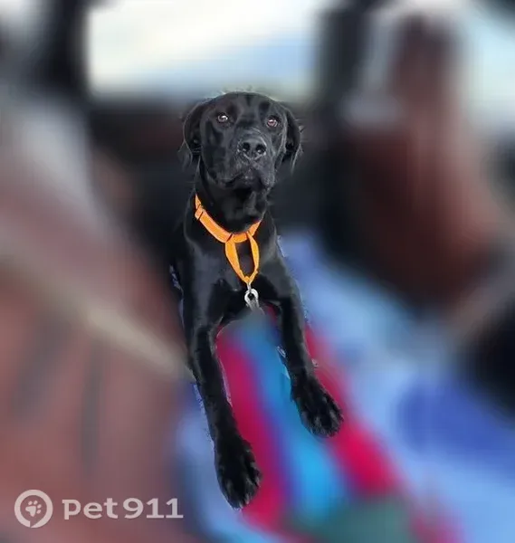 Lost dog, Wilsall, Montana, Salt Lake City — 2-year-old Great Dane/Lab mix with a green and orange collar - photo