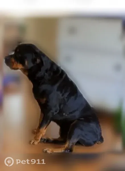 Lost dog, Bedrock Drive, Florida, Arlington — male Rottweiler with a short tail - photo