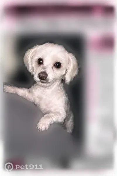 Lost female dog, Project Street, 518, Mountain View, Troy — white and friendly - photo