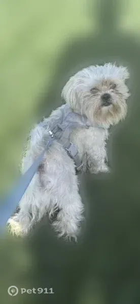 Lost male dog, Castana Lane, 40028, Palmdale, Palmdale - photo