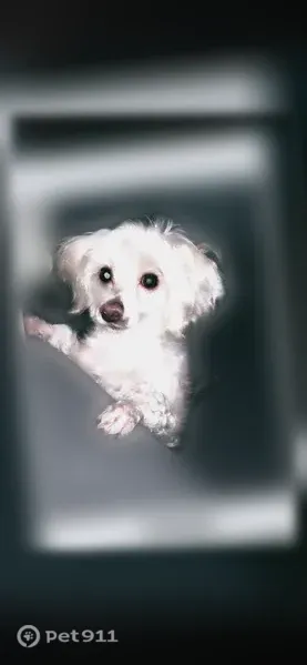 Lost dog, Campbell Avenue, 1001, Mountain View, Troy — female, small white Maltese/poodle - photo