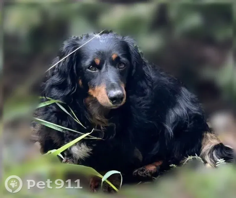 Lost dog, North Frink Road, 13755, Hallsville — male long-haired dachshund - photo