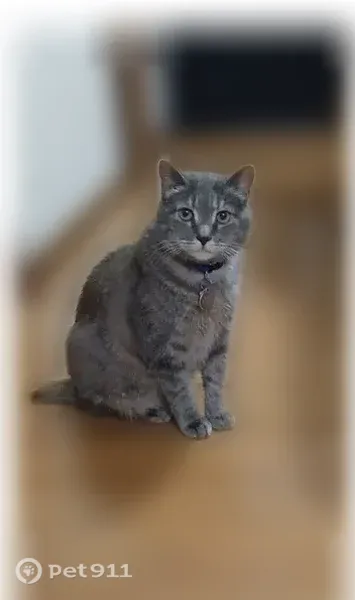Lost cat, West Cermak Road, 955, Chicago — gray short-haired female - photo