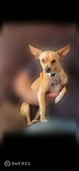 Lost dog, female, East Union Hills Drive, 4266, Phoenix — fawn Chiwinnie with a back problem - photo