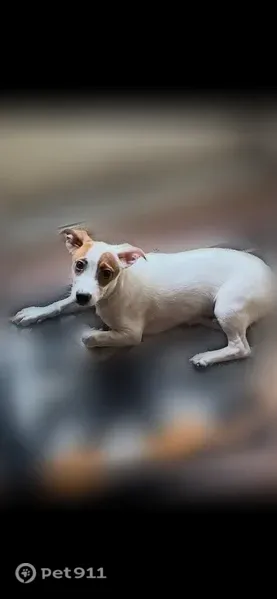 Lost dog, East Beaver Creek Drive, 646, Knoxville — male - photo