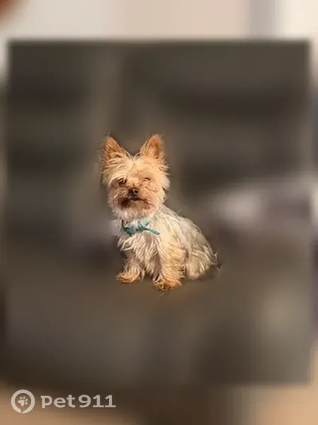 Lost dog, Biloxi Drive, 26028, Moreno Valley — female with blonde and gray/silver hair - photo