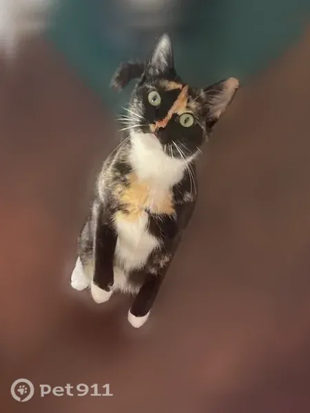 Lost cat, Magnolia Avenue, 1117, Los Angeles — female indoor cat who loves to play - photo